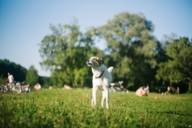 A dog barks in a meadow on the Isar in Munich