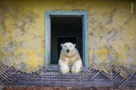 Photo of a polar bear looking out of the window of a demolished hut, shown as part of the Wildlife Photographer 2022 exhibition at the Museum Mensch und Natur in Munich.